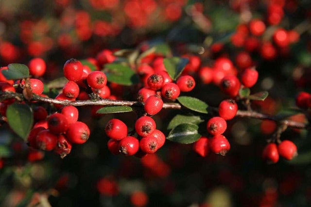 Introduction to hedges