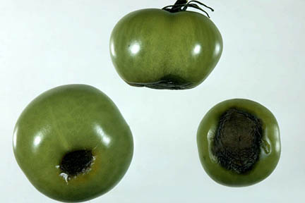 Bitter Pit Rhs Bitter Pit in Apples: Prevention Tips | RHS Advice