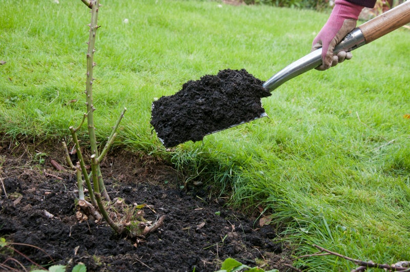 Mulching a rose after pruning
