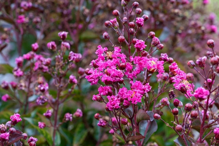 National Collections at RHS Gardens
