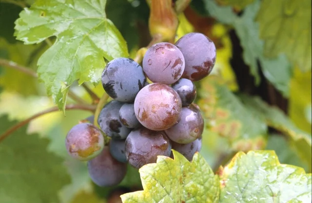 Standard-trained grapevines need careful pruning to keep them compact (photo: RHS/Graham Titchmarsh)