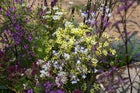 Thumbnail: Tough as Old Boots Garden