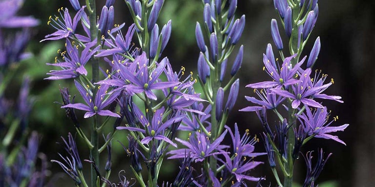 Buy camassias from RHSplants.co.uk