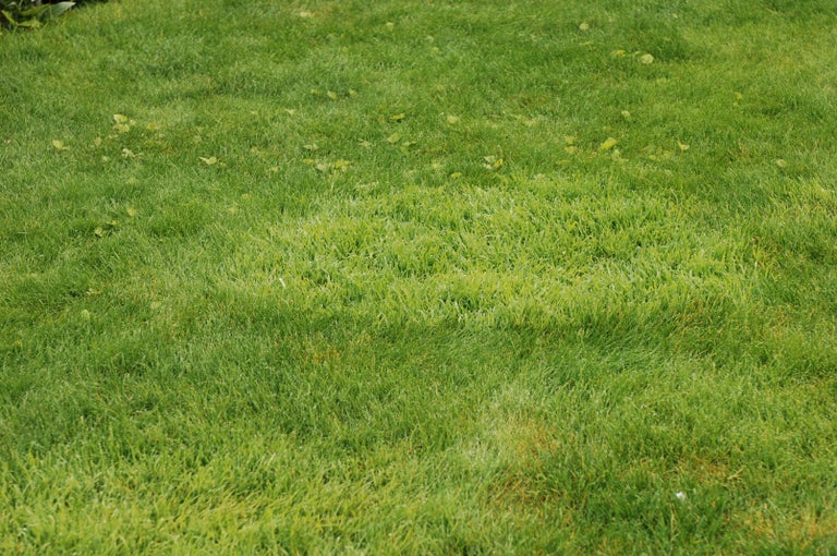 Coarse grasses in lawns