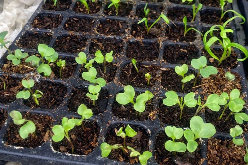 A tray of green plants