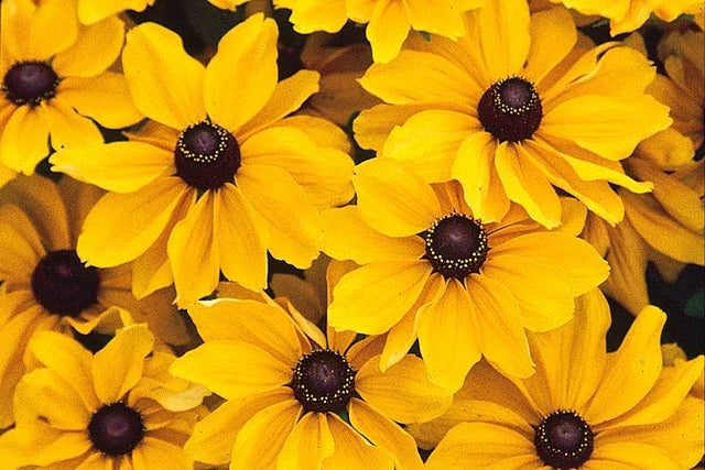 Rudbeckia hirta ‘Toto’