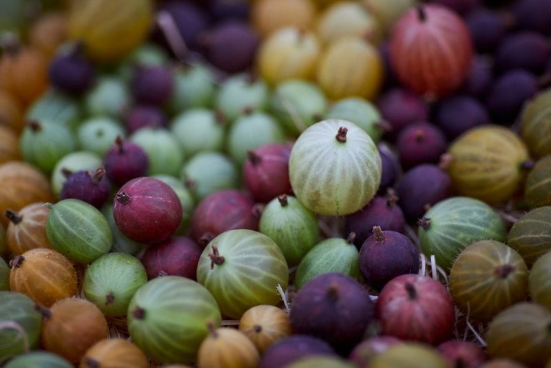 How to grow gooseberries | RHS Guide