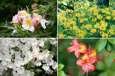 Rhododendron / RHS Plant Guide