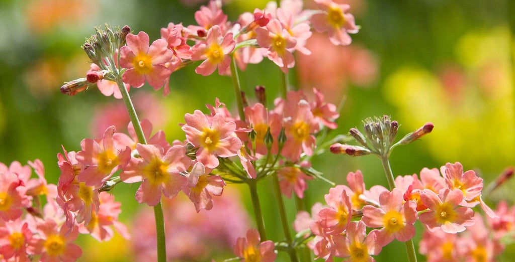 Primula / RHS Plant Guide