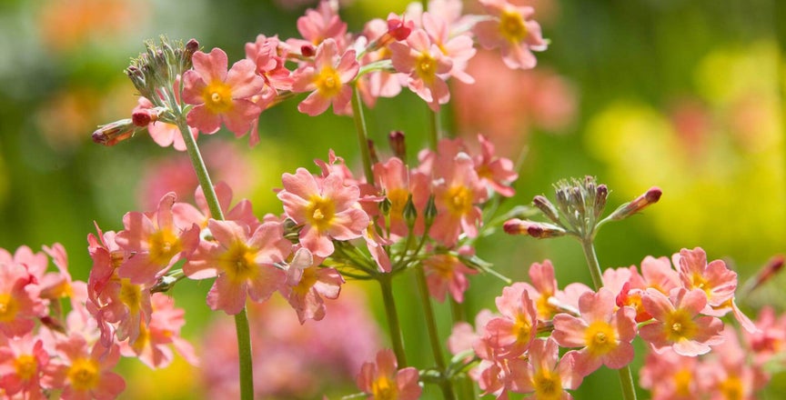 Princess Primula Primula / RHS Plant Guide