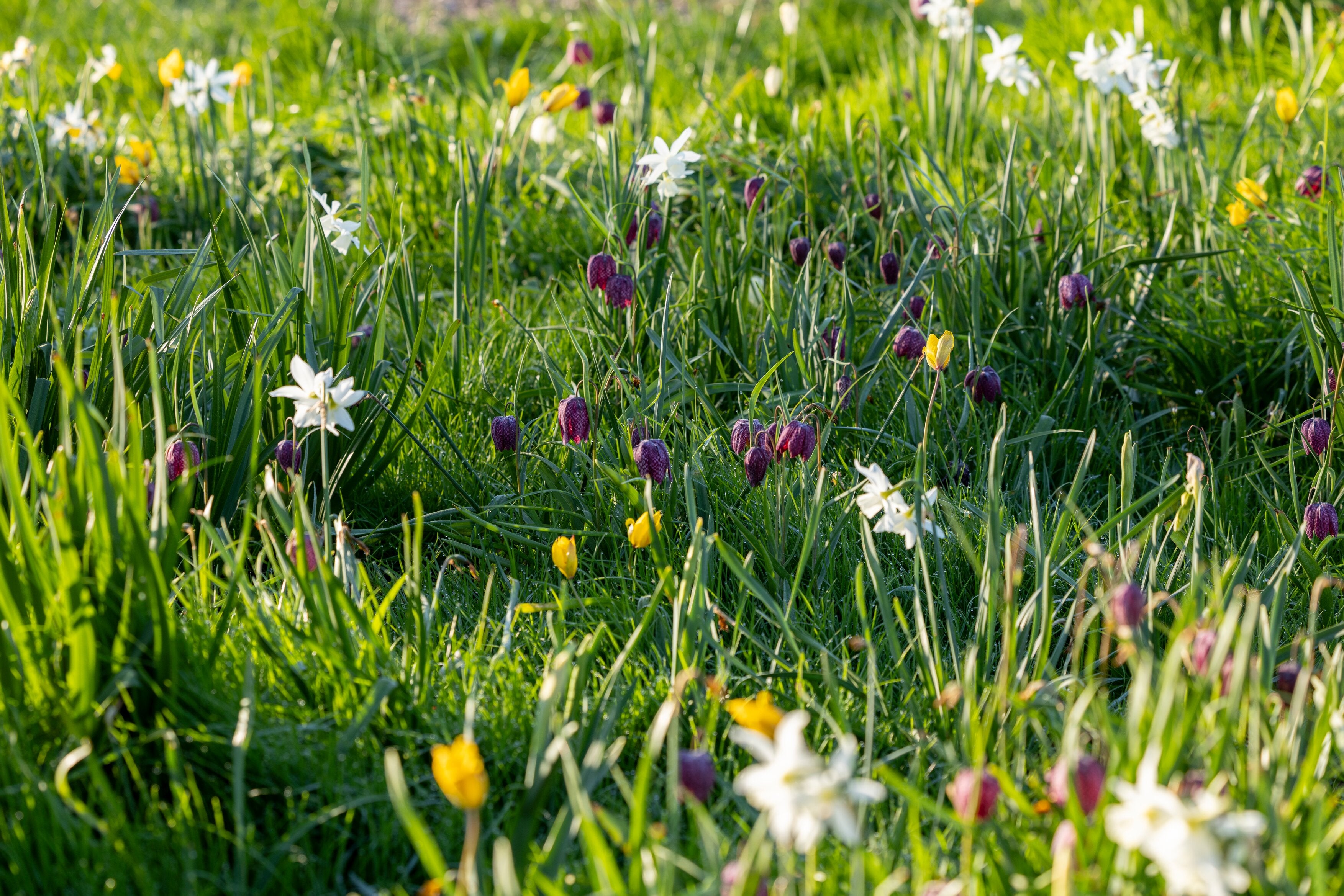 A field of flowers
