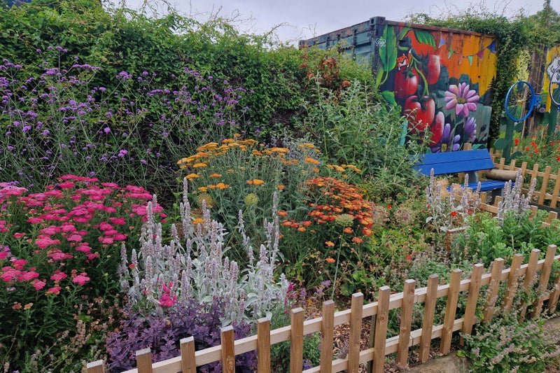 Pollinator-friendly plants at Redcatch Community Garden