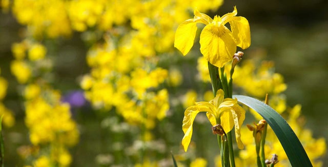 Irises for wet or moist soil