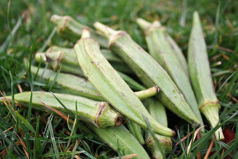 Buy okra at RHSplants.co.uk