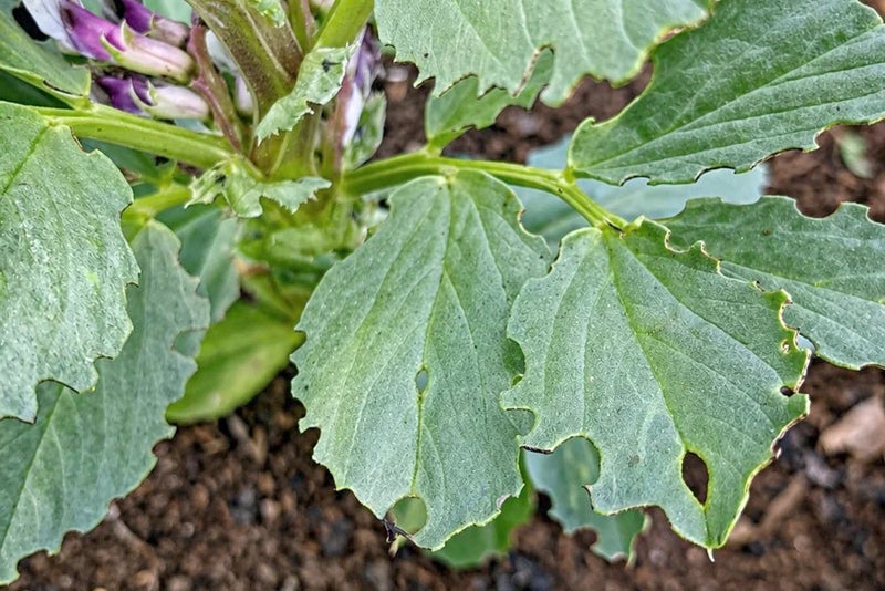 A close up of a plant