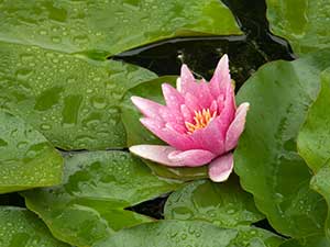 Guide to growing waterlilies