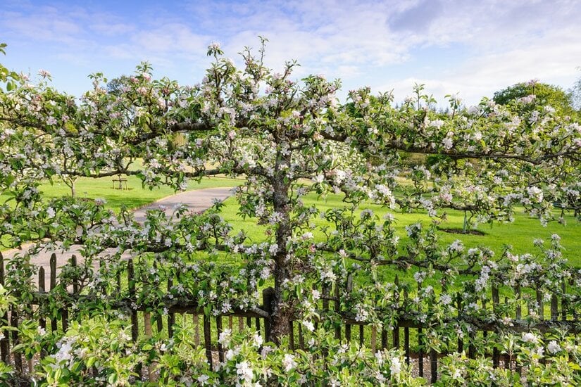 Espaliers make attractive as well as productive garden features ©RHS/Jason Ingram