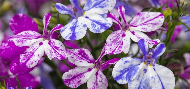 New plants: Lobelia Rift Series