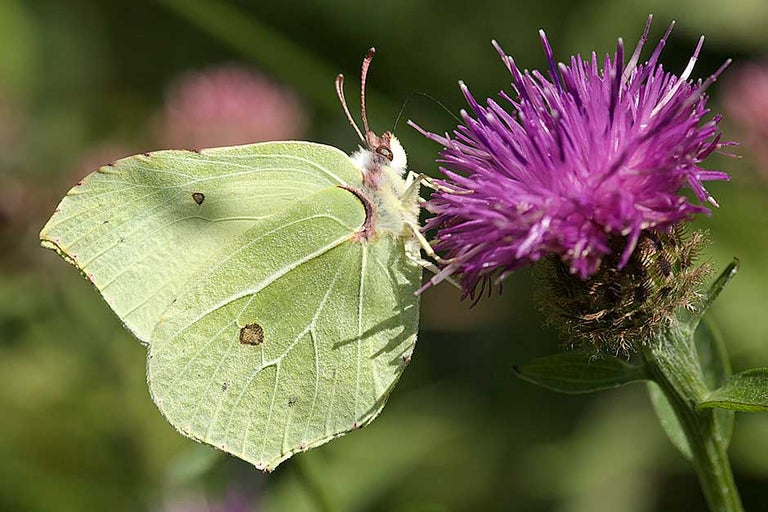 How to garden with wildlife
