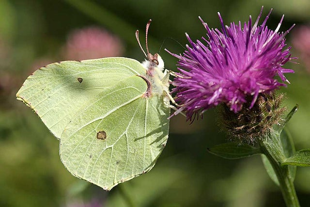 Plants for butterflies