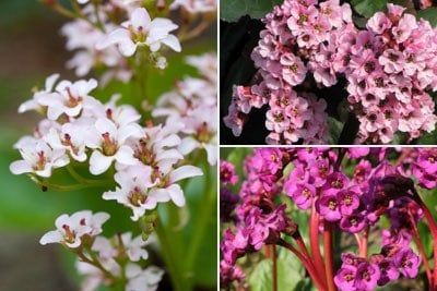 Bergenias by flower colour