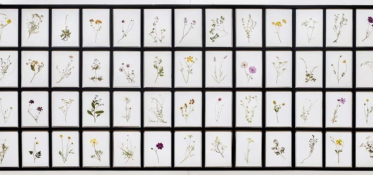 Pressing flowers