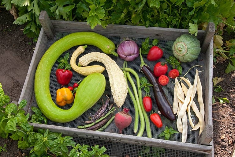 Grow your own