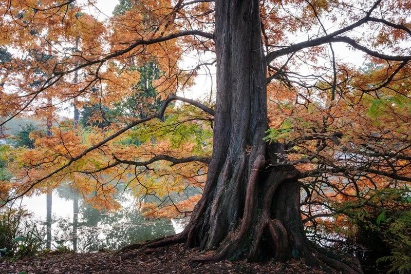 September – Metasequoia glyptostroboides