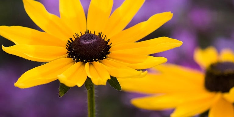 Buy Rudbeckias from RHSPlants.co.uk