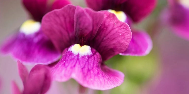 Buy nemesias from RHSplants.co.uk