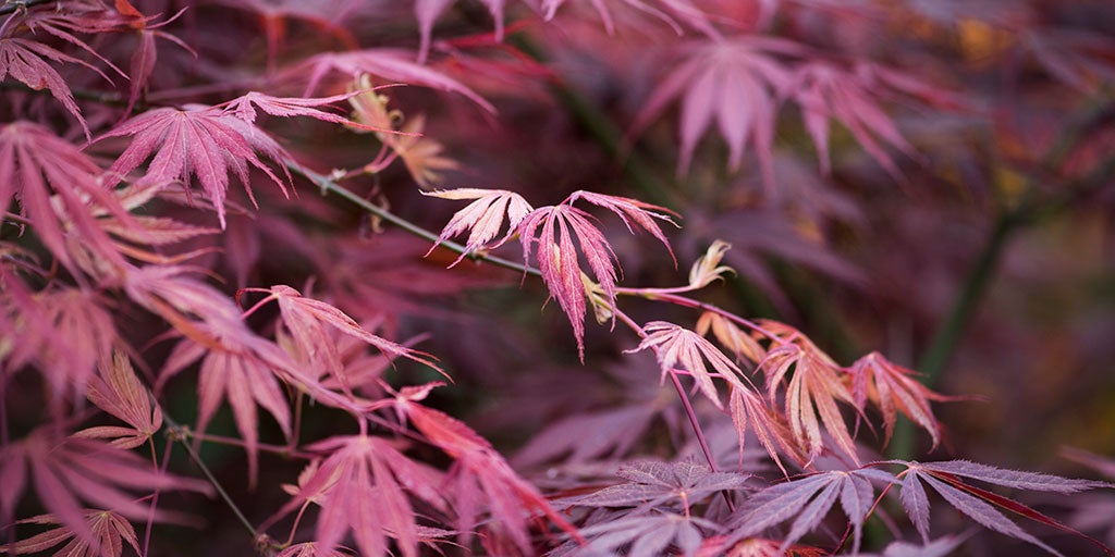 Acer (Maple) / RHS Plant Guide