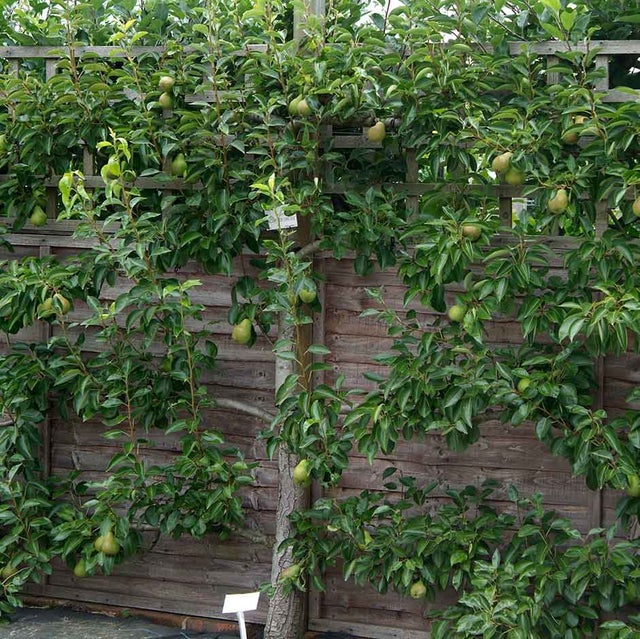 Espaliers look attractive trained on sunny walls or fences