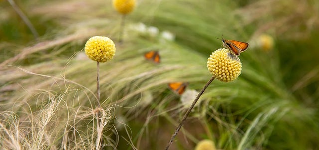 How to create a sensory garden for wellbeing