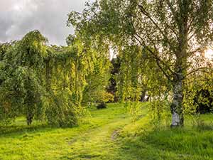 Introducing... trees