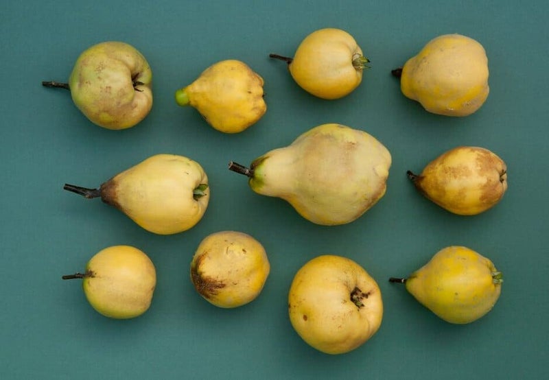 Quinces Insects How to grow quinces | RHS Guide