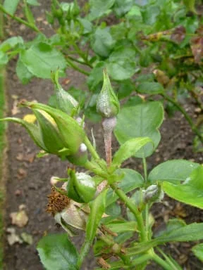 Rose powdery mildew affecting flower buds and stalks.