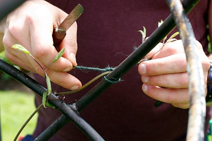Training a climber. Image: John Trentholm/RHS