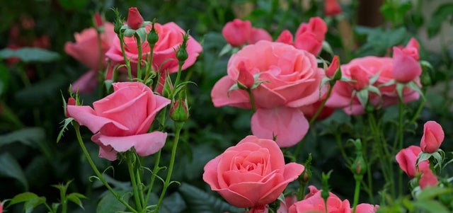 Royal rose for The Princess of Wales