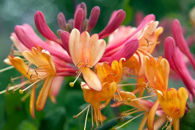 Wall plants with fragrant flowers