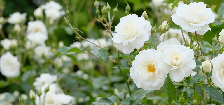 RHS Experts reveal the results of big rose review