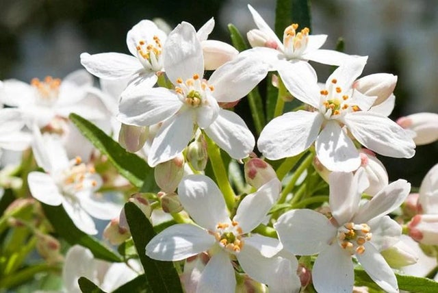 10 fragrant climbers