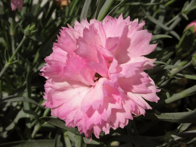 Buy dianthus from RHSplants.co.uk