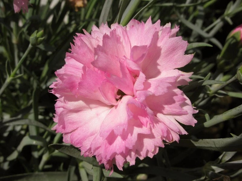 Perfumed pinks
