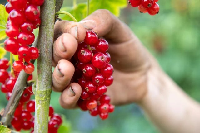 Grow your own fruit & veg