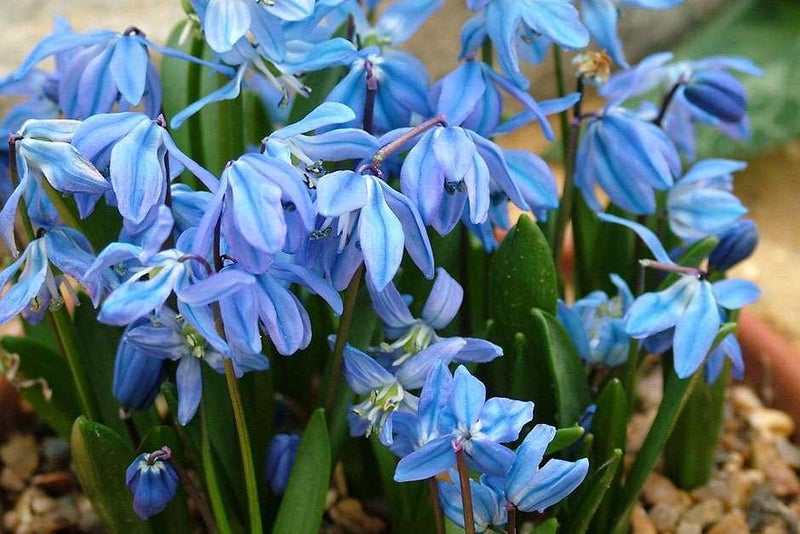 Multi-headed stems