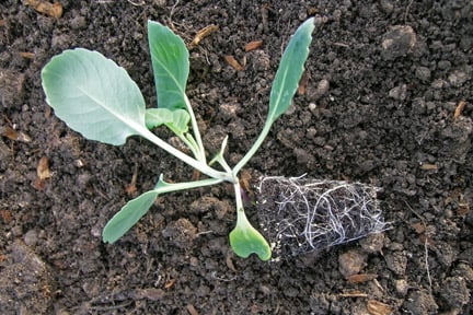 Vegetables: transplanting