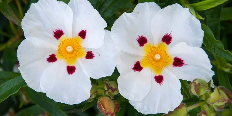 Buy cistus from RHSplants.co.uk