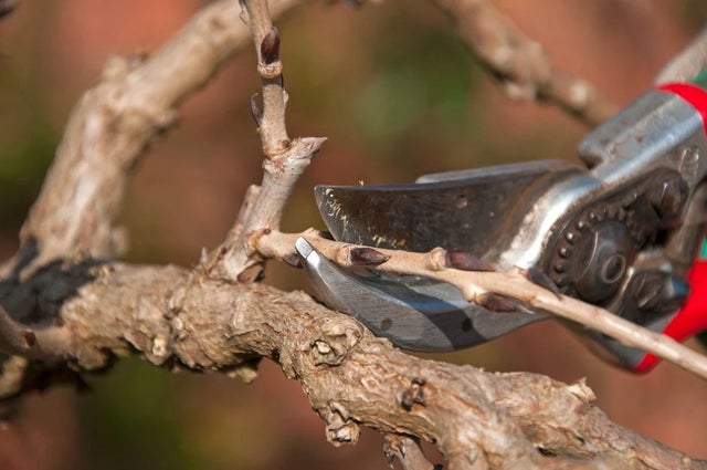 Pruning trees and shrubs