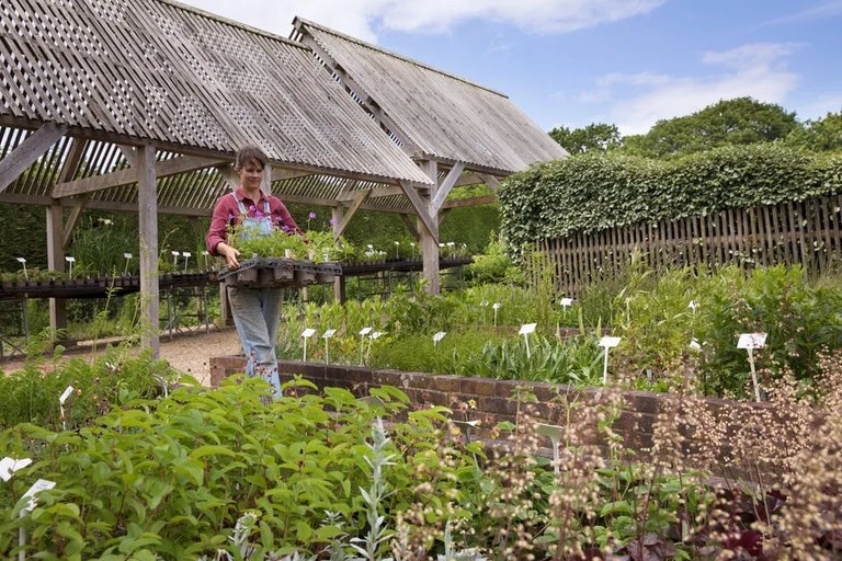 Where can I buy peat-free plants?