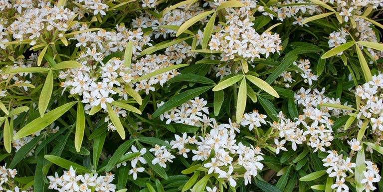 Buy choisya from RHSplants.co.uk